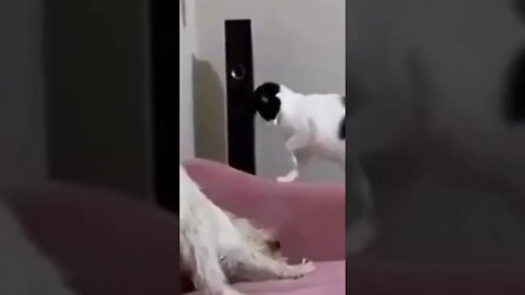 cat vs dog #funnyvideo #shorts