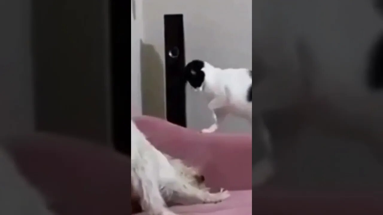 cat vs dog #funnyvideo #shorts