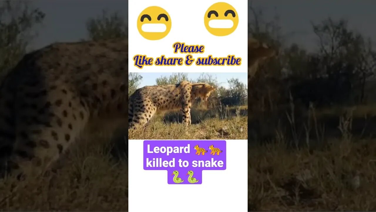 Leopard 🐆 attacked to snake 🐍2022🐍#shorts #youtubeshorts