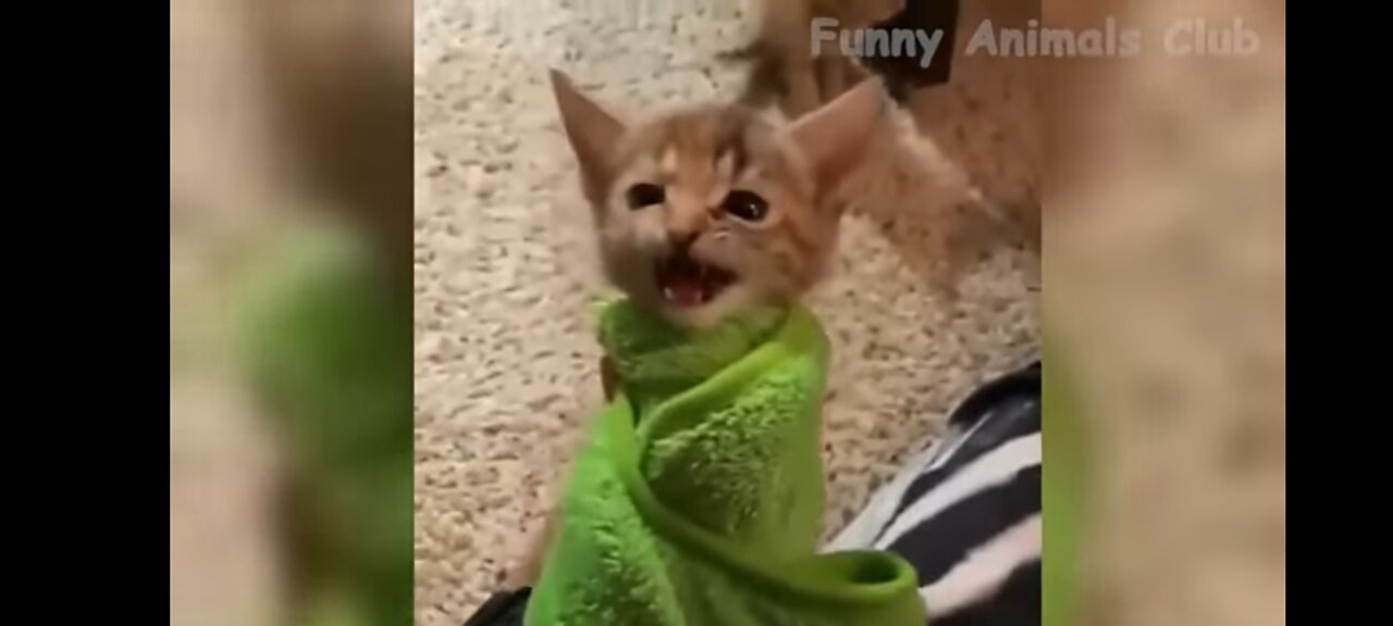 Funny Animal Videos 2022 π - Funniest Cats And Dogs Videos πΊπ #1