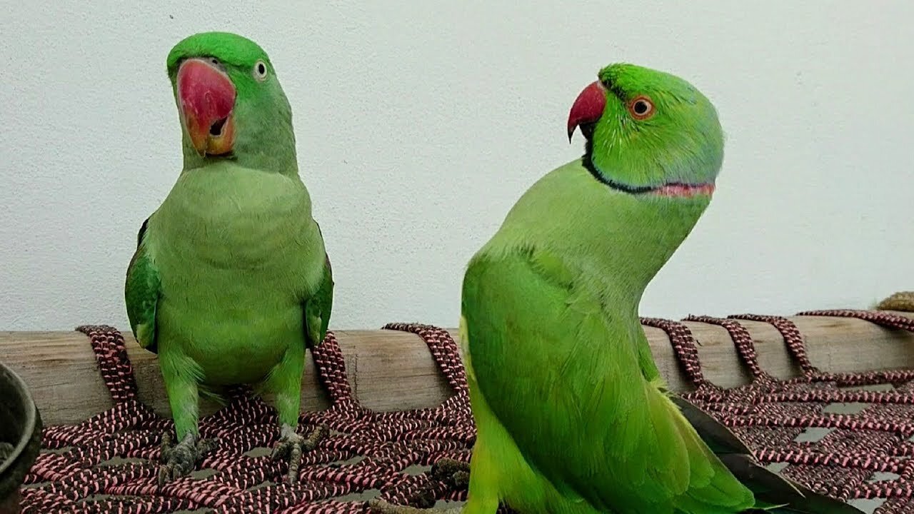 Parrot Talk Everything | Its Amazing talk With Home Persons