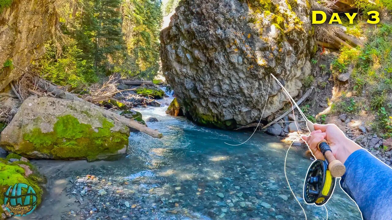 This is Small Stream Trout Fishing HEAVEN!! (Fly Fishing)