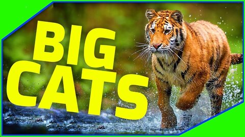 Tiger || Cheetah || lynx || Leopard || Big Cats || HD Videos