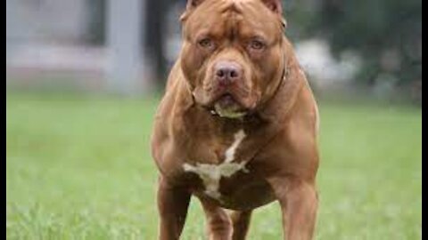 Dogs vs Man Fight Funny || dogs funny