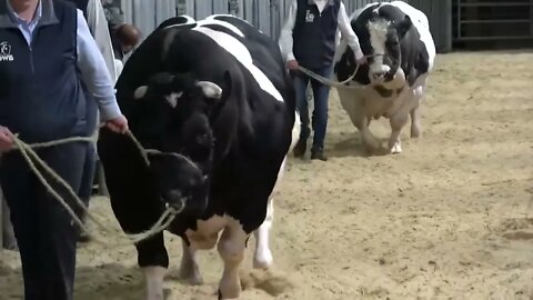 Los 10 Toros Más Grandes Del Mundo-2