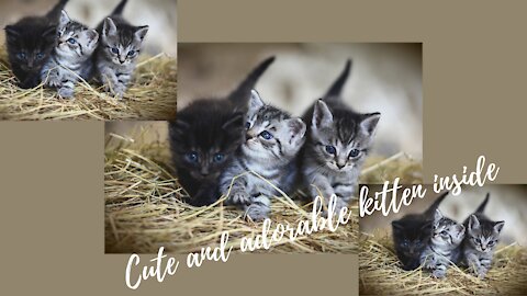 Cute and adorable kitten playing in bright room, beautiful kitten, lovely kitten playing