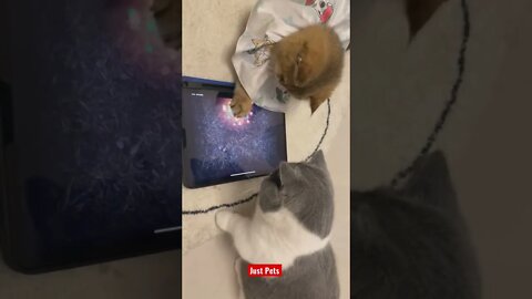 Wait for it #cute #tiktok #funnyanimals #funnyvideos #cat