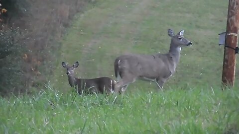 Watching Whitetail Deer up-close || Whitetail Deer