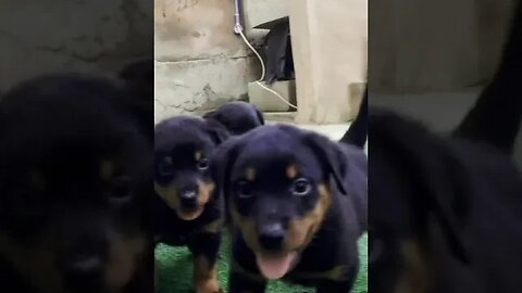 Rottweiler puppies #rottweiler #trending #viral #doglover #youtube #shorts