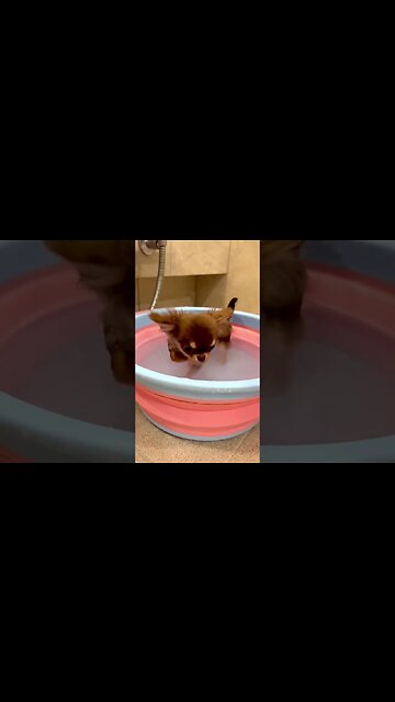 Chihuahua Goes Viral...You Won't Believe What Happens Next!