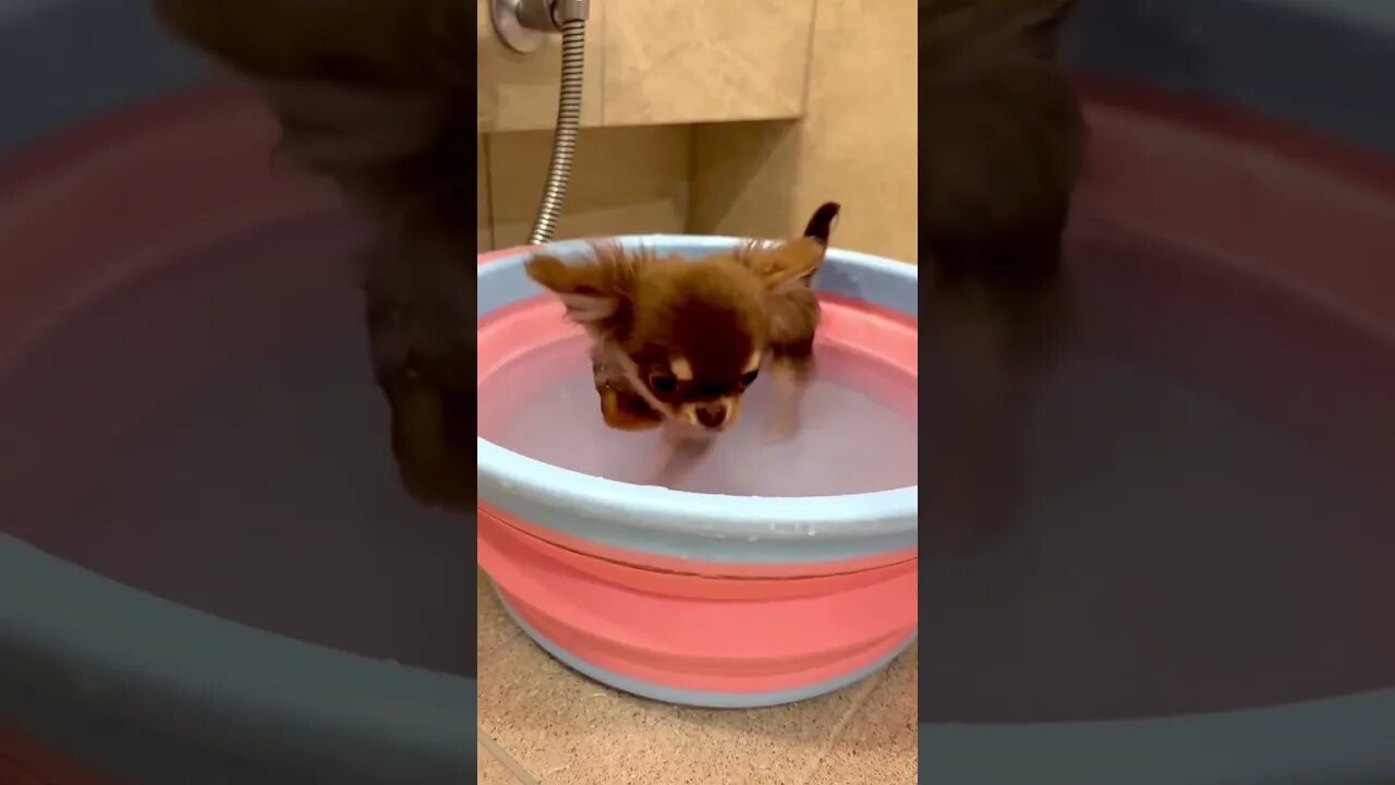 Chihuahua Goes Viral...You Won't Believe What Happens Next!