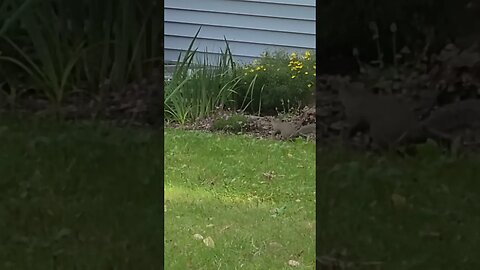 he has a acorn #shorts