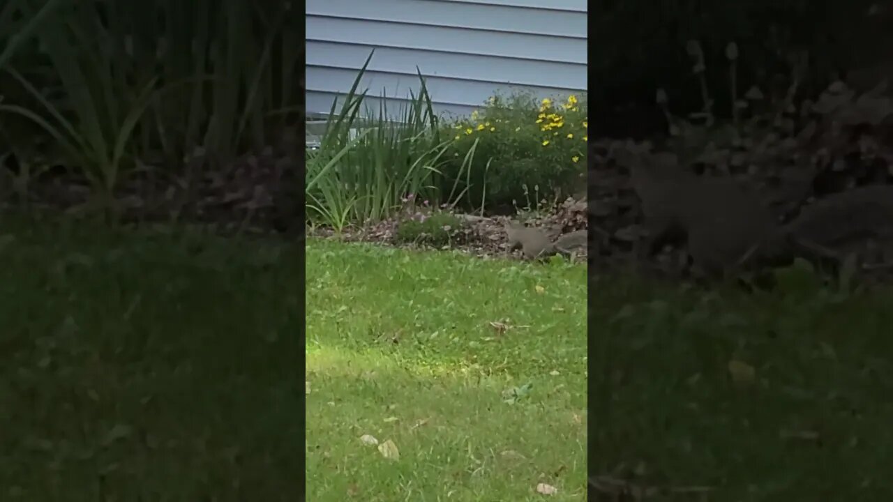 he has a acorn #shorts