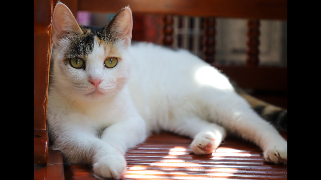 Amazing white cat.