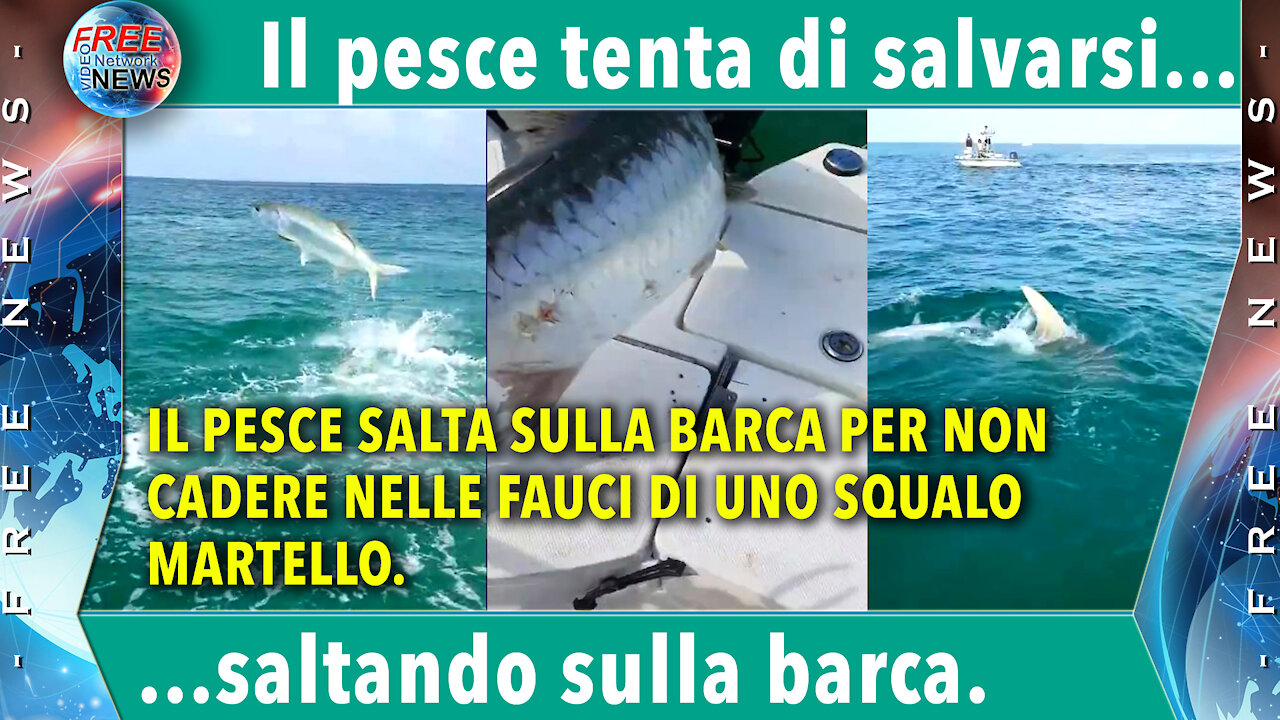 Pesce che tenta di salvarsi saltando sulla barca del pescatore.