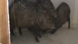 WILD RESCUE! Javelina found on 4th floor of empty building - ABC15 Digital