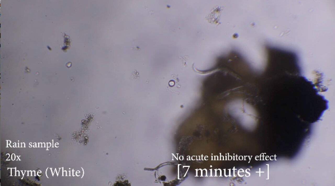 2022-07-01 Moving organisms on Thyme (white)
