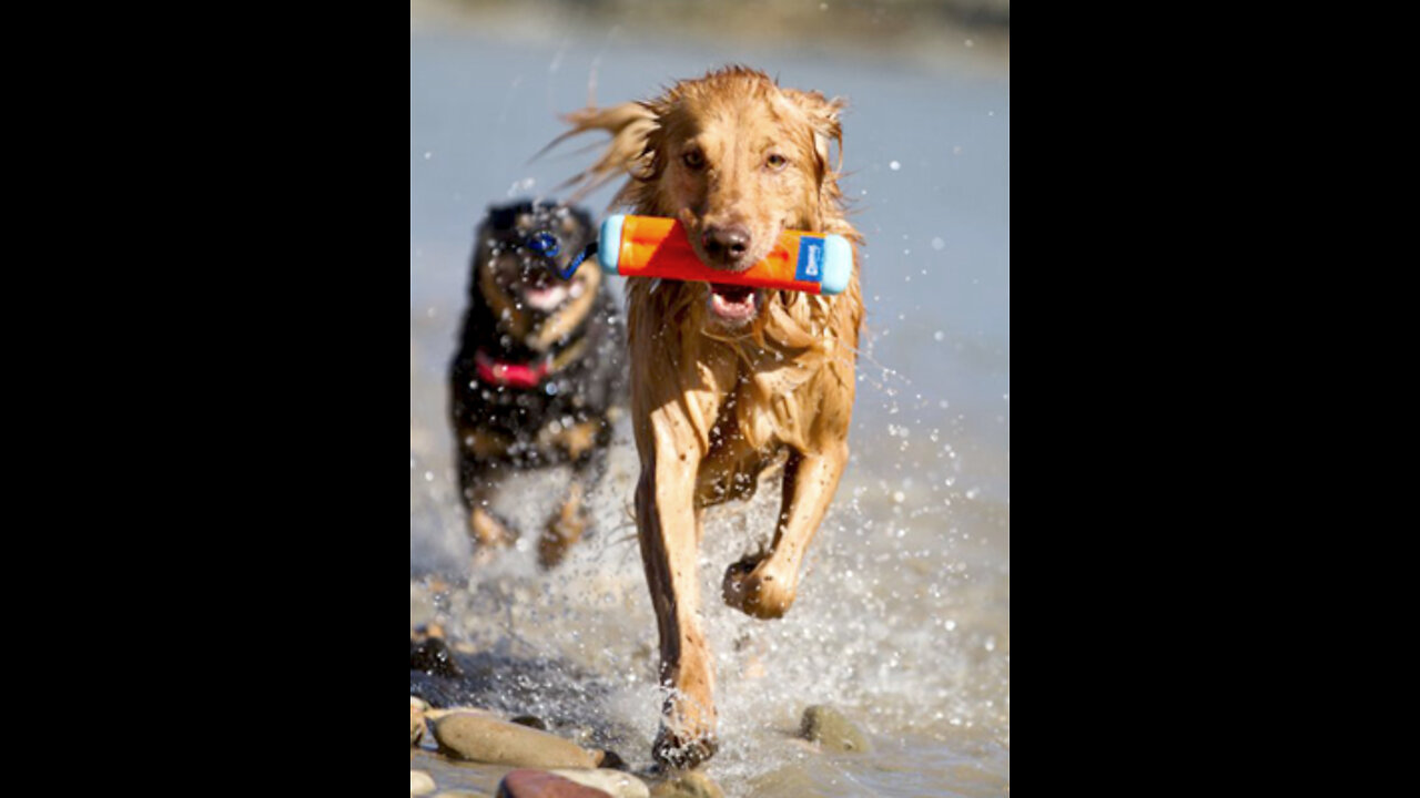 Amphibious Fetch and Float Toy Assorted Colors