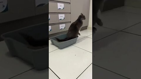 Clumsy Cat