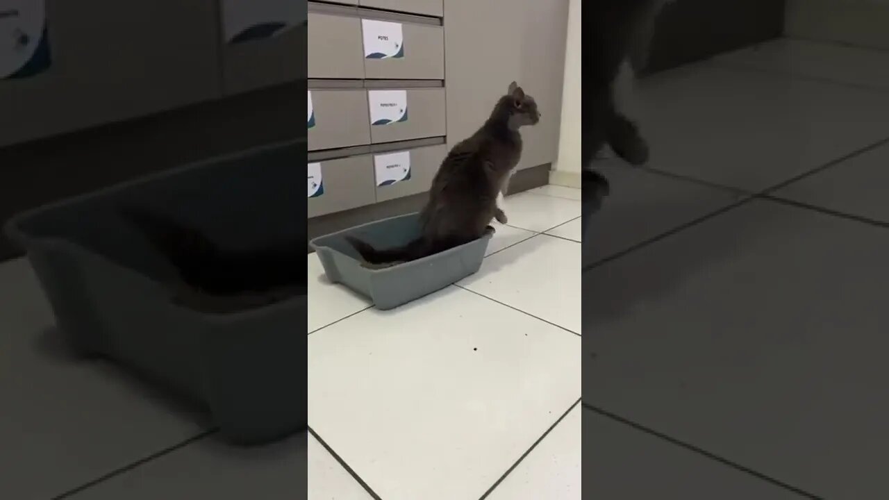 Clumsy Cat