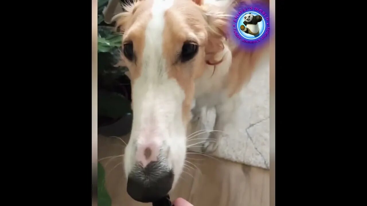 Best Funny Animal Videos 2023 - Funniest Cats And Dogs Video - Part - 123