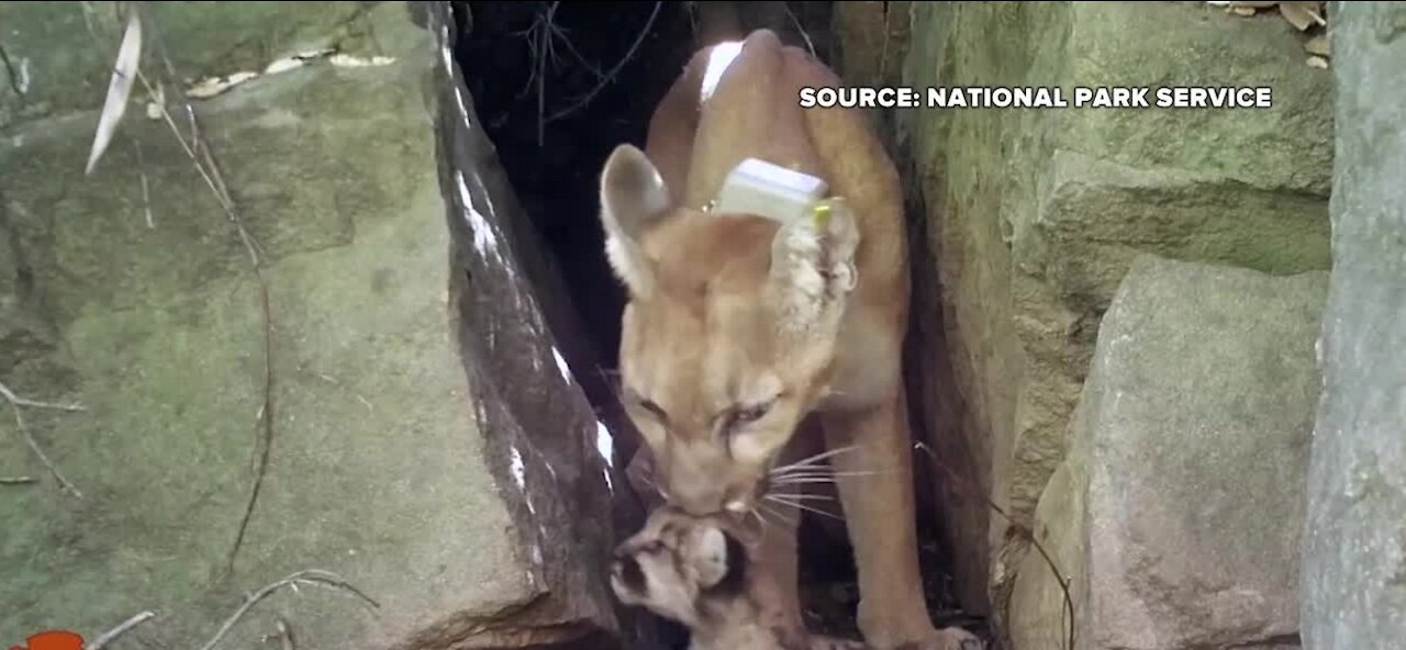 Southern CA experiences a mountain lion baby boom