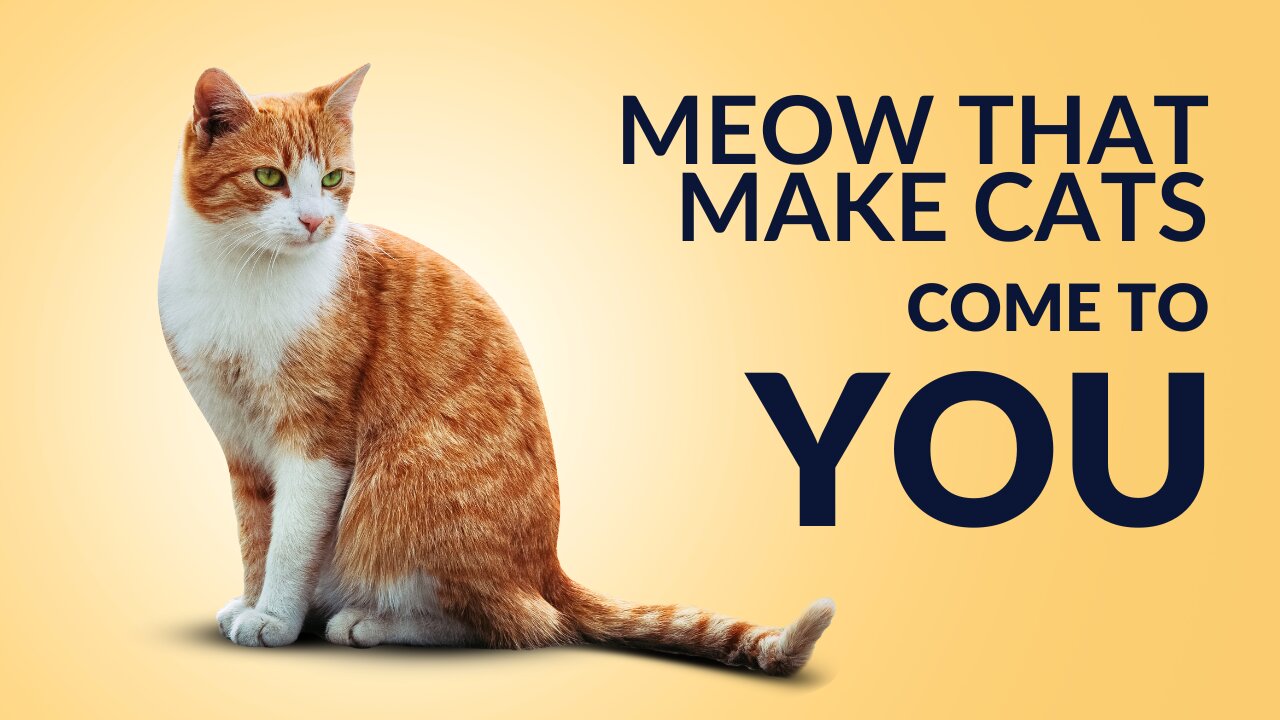 Meow that Makes Cats Come to You - Sound that Attracts Cats