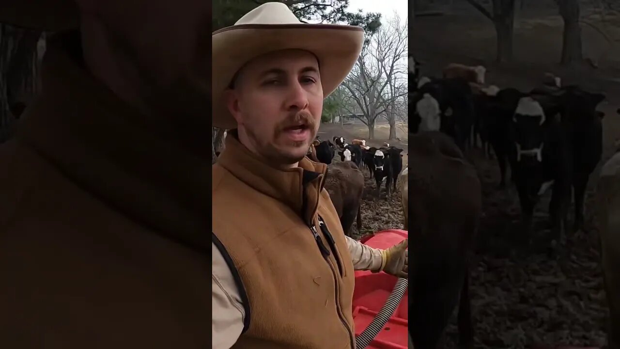 Lick wheel feeder demonstration/explanation. #cattle #cow #farm #farmlife #ranch #ranchlife #protein