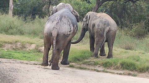 Elephant Mating