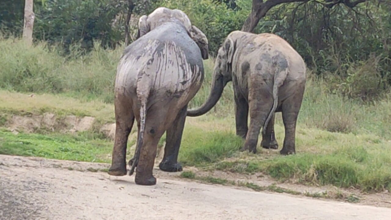 Elephant Mating