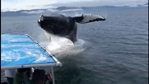 Megattera spaventa i turisti in un incontro sorprendente