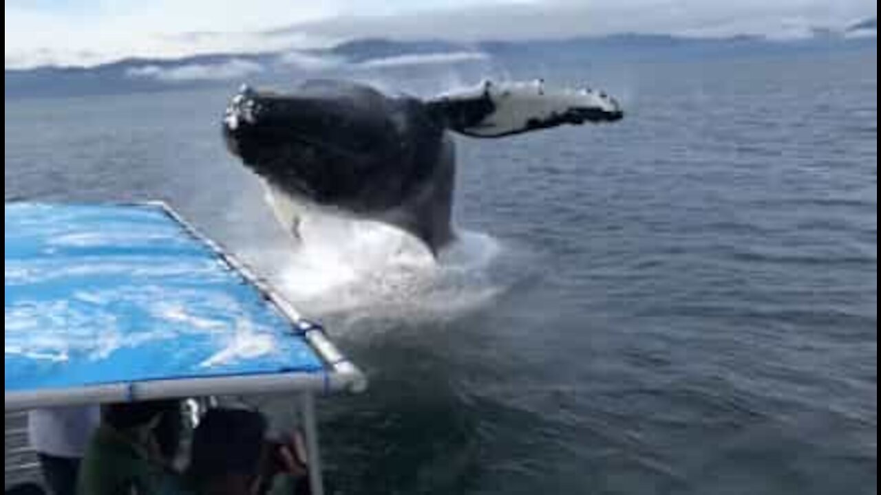 Megattera spaventa i turisti in un incontro sorprendente