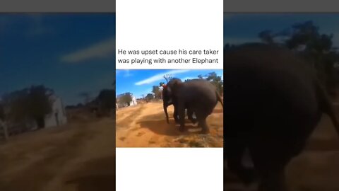 Elephant got upset as his care taker was playing with other Elephant