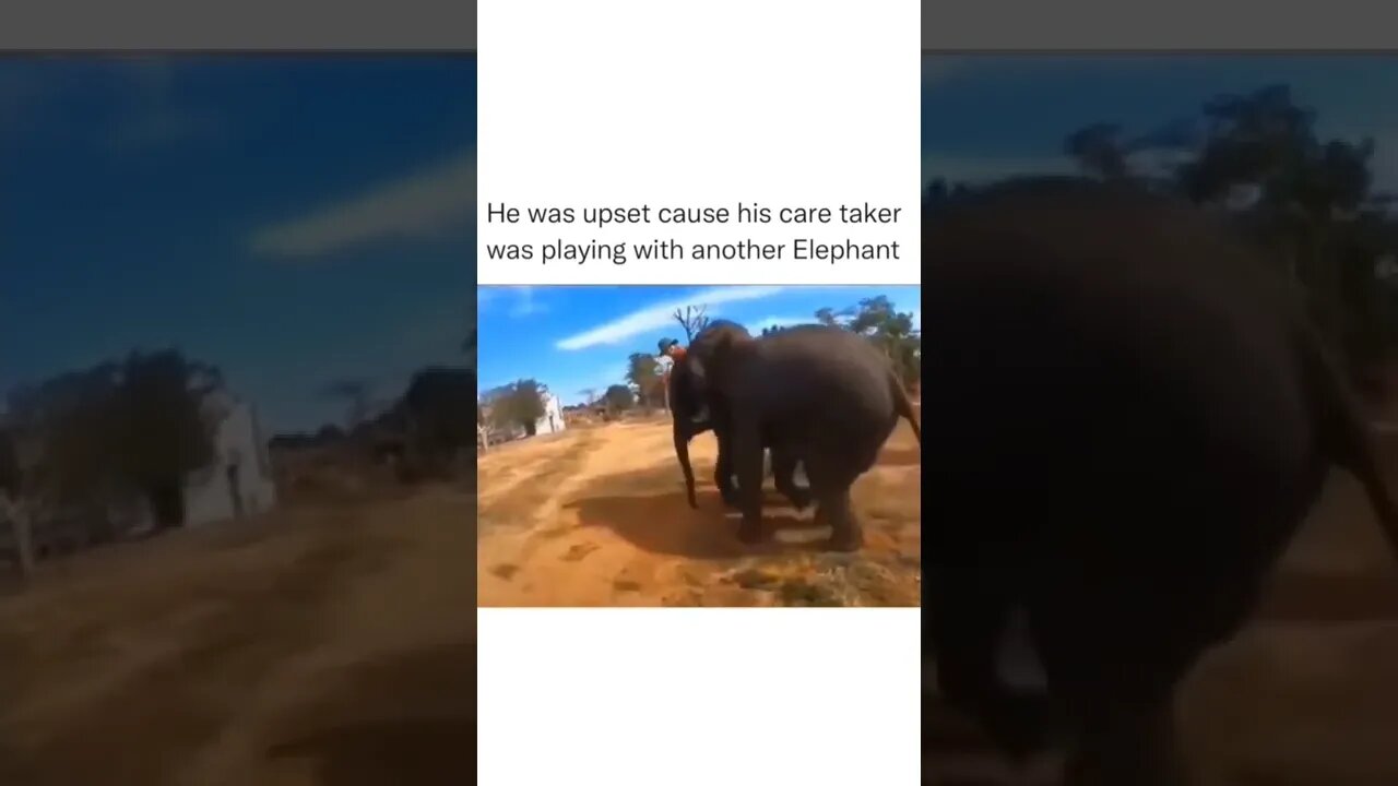 Elephant got upset as his care taker was playing with other Elephant