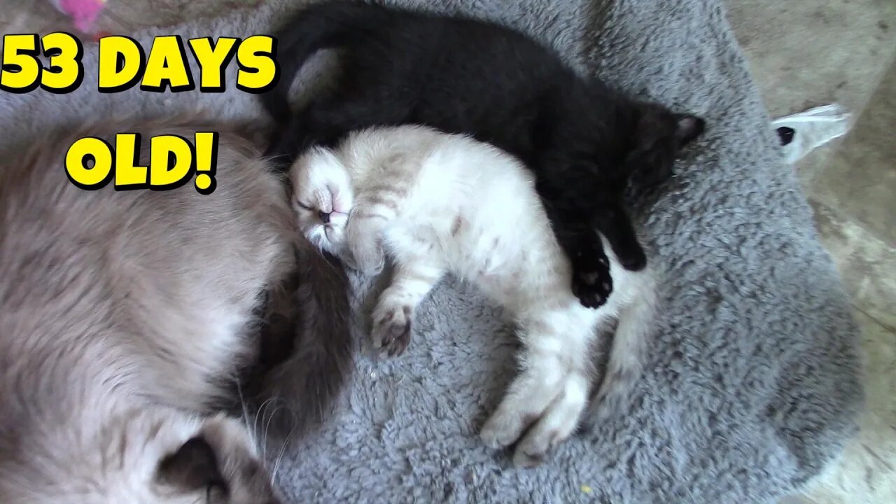 Misha's Kittens Are 53 Days Old! 😻