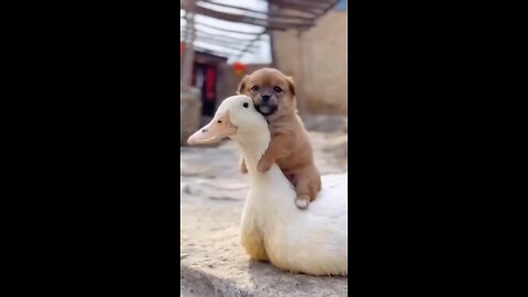 Duck And Dog Friendship