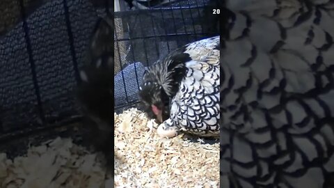 Hen pushes egg under to keep warm