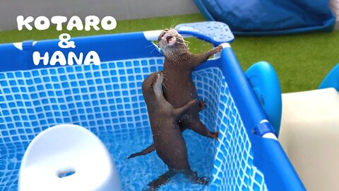 WATCH this cute otters having a POOL DAY - (SUNNY DAY)