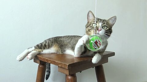 Cat Reaction to YOYO