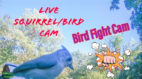 This Bird Fight Over Food is Incredible!