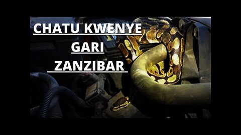 CHATU: Nyoka mkubwa aina ya Chatu alivyonasa kwenye gari Zanzibar