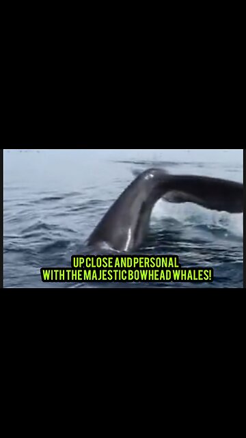 Up close and personal with the majestic bowhead whales!