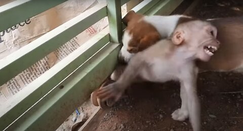 Monkey Baby Stuck With Push Gate & Puppy Help Less!