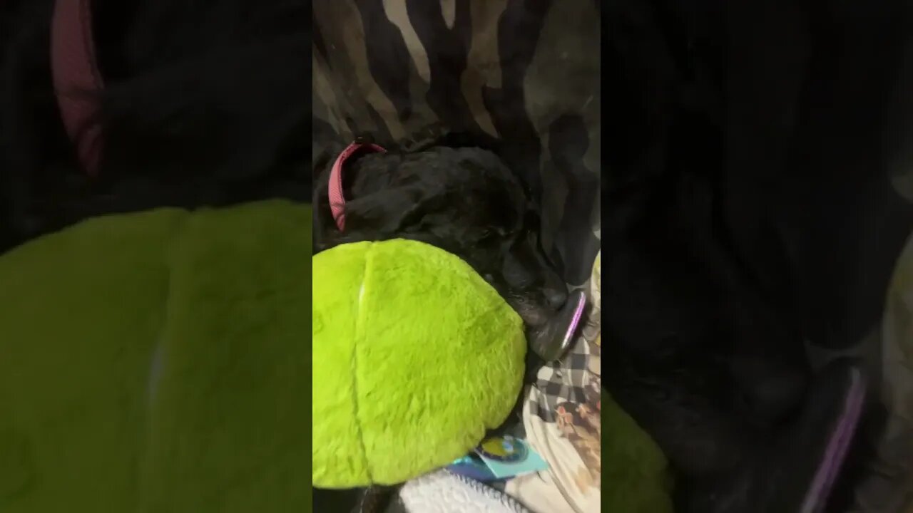 Doggy Sleeping On Christmas