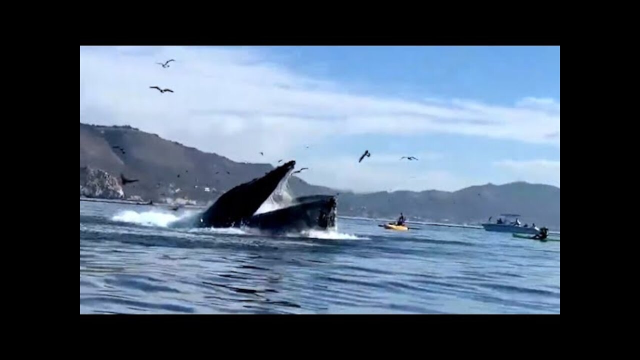 A Whale Almost Swallows A Kayaker - kayak with two women on board.