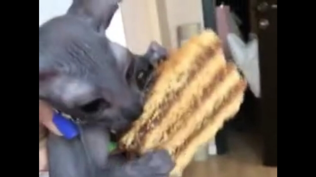 Hungry kitten attacks cake