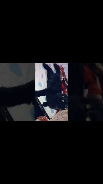 Persian Cats Zone #cutecat #funnycats #kittens #youtubeshorts #persiancats #meow #persiancats