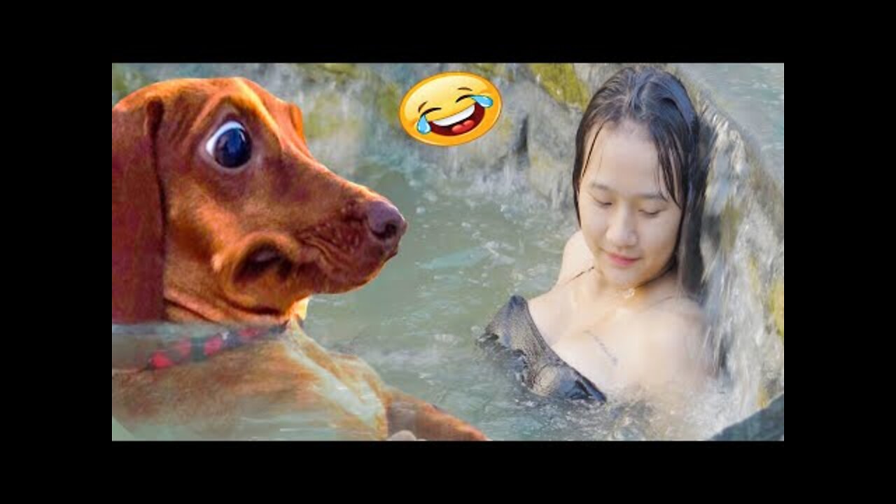 funny cute dogs 🐶 and cats 🐱 part 5