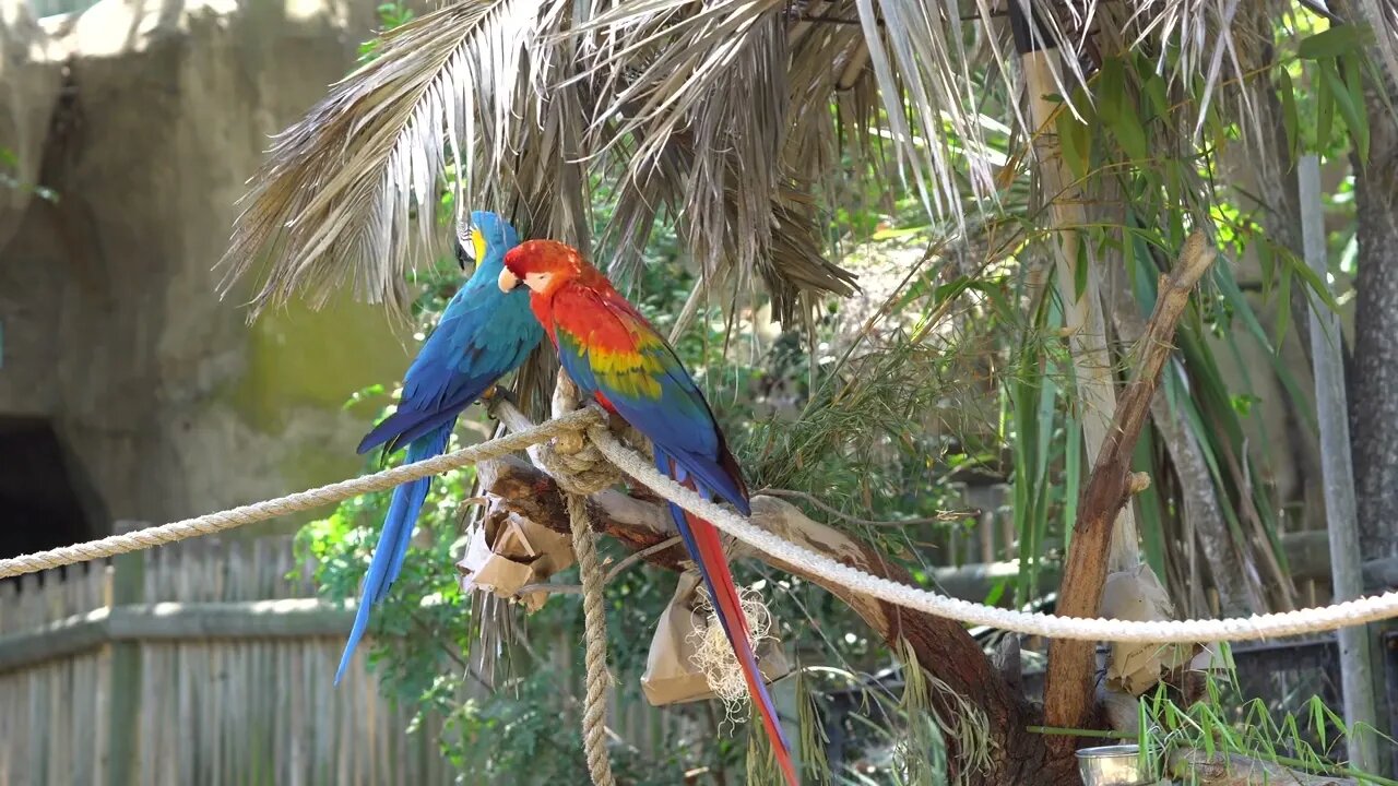 Take your Cat to the Santa Barbara Zoo