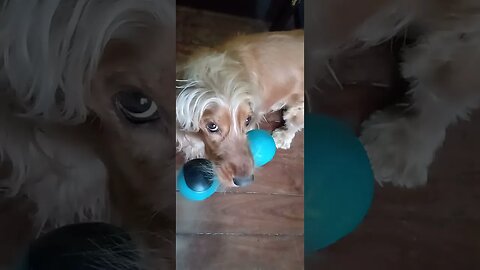 #dogshow , #animals , #dogs , #shorts